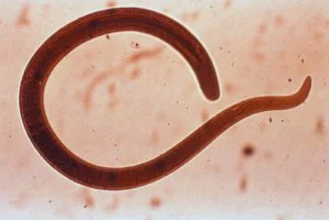 Trichinella