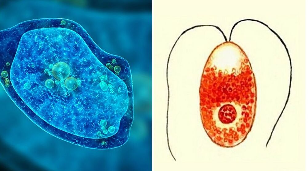 protozoo parasitoak ameba disenterikoa eta malaria plasmodioa