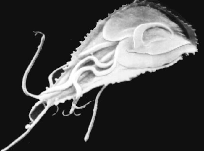 Plasmodium malariala