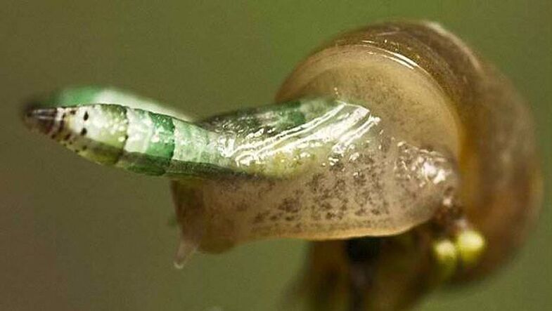 Leukokloridia paradoxikoa da