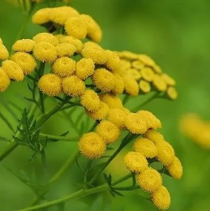 Tansy