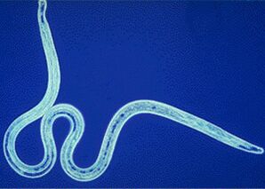 Parasitoa