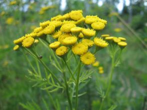 Tansy parasitoak gorputzetik kentzeko