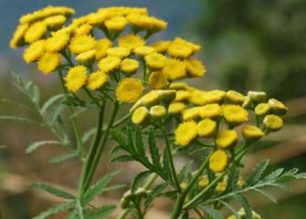 tansy