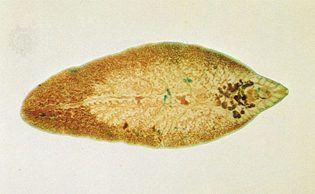 trematodes